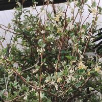 スノードロップ,スノードロップ,スノーフレーク,スノーフレーク,グミの画像