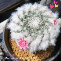 サクラ,サボテン,パープルヘイズ,南十字星,恋山彦の画像