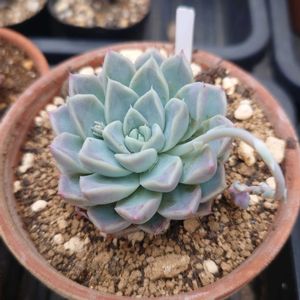 多肉植物,エケベリア属,実生,多肉大好き,千葉県の画像