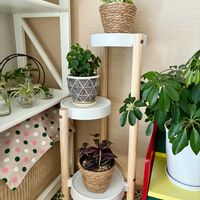 ペペロミア,ポトス,観葉植物,トラディスカンチア ,フラワースタンドの画像