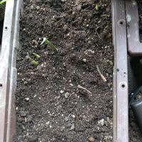 イタリアンパセリ,ブロッコリー,のらぼう菜,ミョウガ,土壌改良の画像