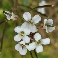 タネツケバナ,小さな花,山野草,白い花,あぜ道の画像