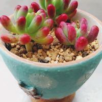 セダム,乙女心,乙女心,多肉植物,小さな花壇の画像