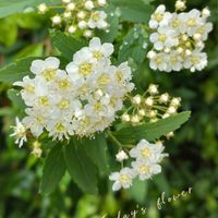 コデマリ,天使の雫,小手毬（こでまり）,綺麗な色♡,落葉低木の画像
