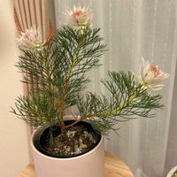 セルリア,ジョーイセルリア ブラッシングブライト,成長記録の画像