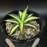 多肉植物,観葉植物,アガベ属,珍奇植物,ビザールプランツの画像