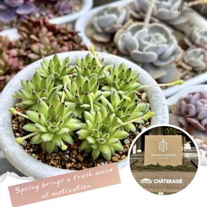 センペル,センペルビウム,センペル karola,多肉植物,多肉大好きの画像