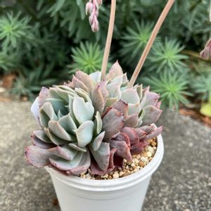 珊瑚の花,多肉植物,多肉大好き,多肉中毒,多肉のある暮らしの画像