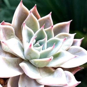 クスピダータ メンチャカ×コロラータ,多肉植物,エケベリア属,多肉のある暮らし,植中毒の画像