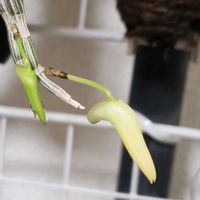 セッコク,黄花セッコク【野村】,ラン科,流木付け,洋室の画像