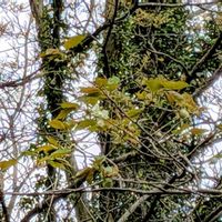 オダマキ,シャクヤク,タイツリソウ,モクレン,柿の木の画像