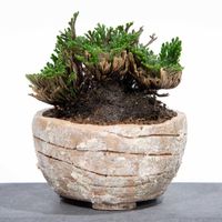 イワヒバ,盆栽の画像