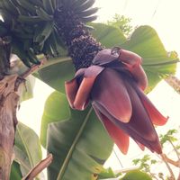 バナナ,バナナの花,花のある暮らし,南国フルーツ,われら17年組の画像