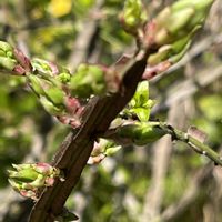 アルストロメリア,アルストロメリア,ツメレンゲ,ツメレンゲ,ニシキギの画像