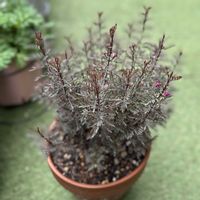 ボロニア,ボロニア　プレシャス2,ガーデニング,ボロニア プレシャス2,庭の画像