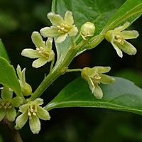 ツルウメモドキの画像