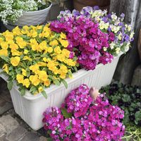 アリッサム,ビオラ,プリムラ マラコイデス,青空っ子の画像