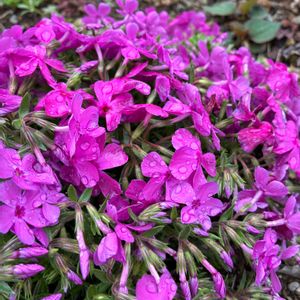 サボテン,盆栽,多肉植物,エアープランツ/チランジア,庭の画像