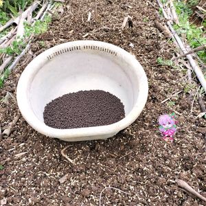 オニタビラコ,オニタビラコ,無農薬野菜,PR,菌ちゃん農法の画像