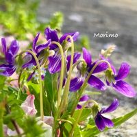 ミセバヤ,タチツボスミレ,タチツボスミレ,うば桜,春の嵐の画像
