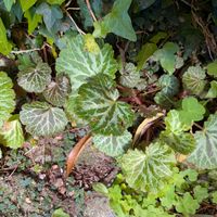 ヘデラ,ユキノシタ,ムラサキカタバミ,天草市,季節の花便りの画像