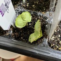 ワタ,和綿,かわいい,種から,その他部屋の画像