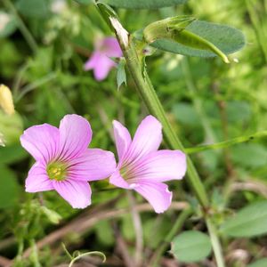 チコリ,チコリ,玉ねぎ,玉ねぎ,アスパラの画像