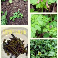 アルストロメリア,ホタルブクロ,ワラビ,ペラペラヨメナ,あなたはだ〜れ？の画像