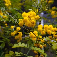 アカシア,ミモザ,ミモザアカシア,アカシア スペクタビリス,ガーデニングの画像