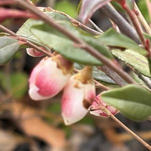 姫サザンカ エリナ カスケード,ヒメサザンカ,カメリア エリナ. カスケード,ヒメサザンカ、エリナカスケード,BASEGATE横浜関内の画像