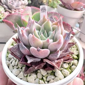 ユリアナ×レアル·デ·カトルセ,成長記録 ユリアナ x レアル·デ·カトルセ,神奈川タニラー,多肉男子,バルコニー/ベランダの画像