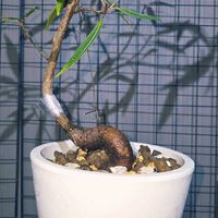 ゴムの木,観葉植物,クワ科,熱帯植物,フィカス属の画像