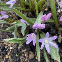 チオノドクサ,チオノドクサ,オーガニック野菜 ,家庭菜園,庭の画像