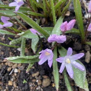 チオノドクサ,チオノドクサ,オーガニック野菜 ,家庭菜園,庭の画像