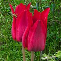 チューリップ,チューリップ,アガベ　笹の雪,アガベ　笹の雪,アガベチタノタ白鯨の画像