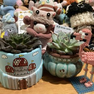 ベランダー,多肉女子,GS植物うちなーぐち会,まつぴよさんｿｯｸｽﾌｧﾐﾘｰ♥️,勝手に7日は爪エッジ棘の日の画像