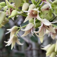 アケビ,ムベ,シロバナアケビ,常緑低木,落葉低木の画像