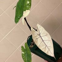 アロカシアの画像