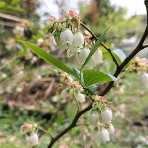 ブルーベリー,ブルーベリー,無農薬野菜,菌ちゃん農法,畑の画像