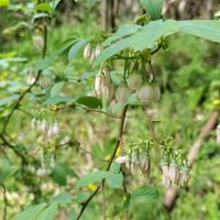 ブルーベリー,ブルーベリー,無農薬野菜,菌ちゃん農法,家庭菜園の画像