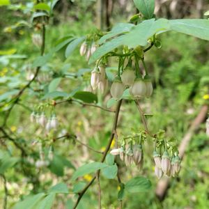 ブルーベリー,ブルーベリー,無農薬野菜,菌ちゃん農法,家庭菜園の画像