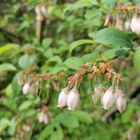 ブルーベリー,ブルーベリー,無農薬野菜,菌ちゃん農法,家庭菜園の画像