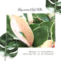 ギボウシ,ホヤ・カルノーサ,ホヤ・カルノーサ,ヤブコウジ,ヤブコウジの画像