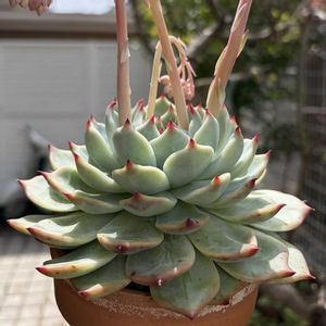 桃太郎,多肉植物,子株,鉢植え,エケベリア属の画像