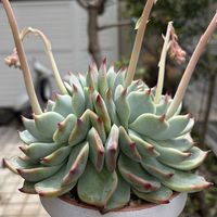 チワワエンシス,多肉植物,鉢植え,エケベリア属,花芽の画像