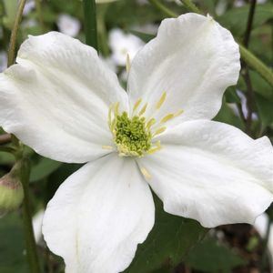 クレマチス,クレマチス モンタナ,クレマチス モンタナスノーフレーク,スノー フレークの画像