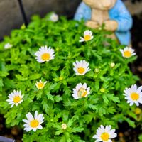 アセビ,デージー,ノースポール,パンジー,コンポルブルスの画像