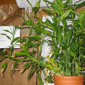 ミリオンバンブー,ドラセナ・サンデリアーナ,富貴竹,観葉植物,新芽の画像