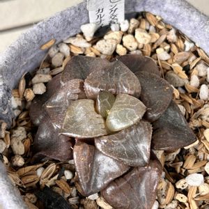 ハオルチア,ハオルチア属・ハオルシア属,多肉植物,ハオルチア属,多肉大好きの画像