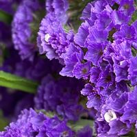 スターチス,紫の花,ムラサキの花,花を通じて愛と平和を,ほら、綺麗な花でしょ！の画像
